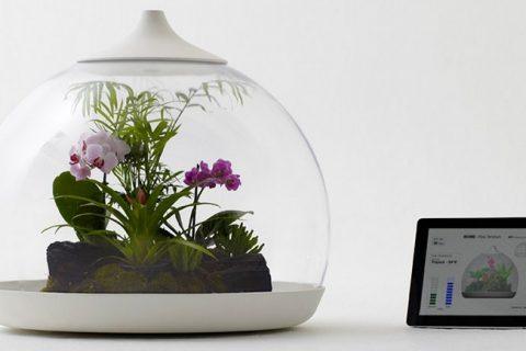 Нано террариум для комнатных растений! Гениальная идея гениального дизайнера