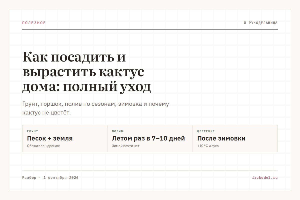 Как посадить и вырастить кактус дома: полный уход