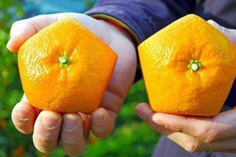 Японцы жгут!!! Вырастили пятиугольные апельсины!