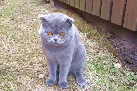 Кот по имени Космос ругается на хозяйку