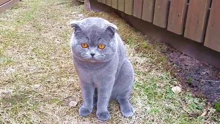 Кот по имени Космос ругается на хозяйку
