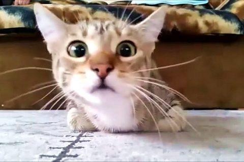 Ахахахаха, кот смотрит фильм ужасов, вот это реакция!