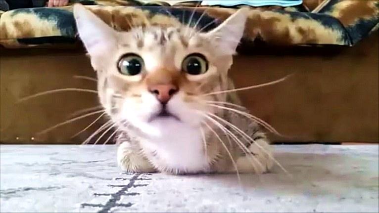 Ахахахаха, кот смотрит фильм ужасов, вот это реакция!