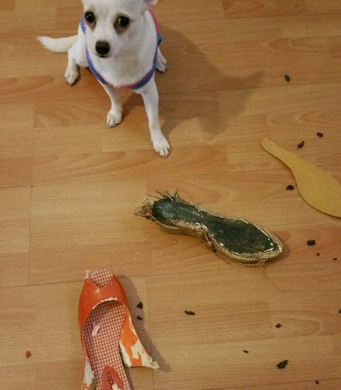 20 животных, которые не ожидали, что хозяин придет раньше