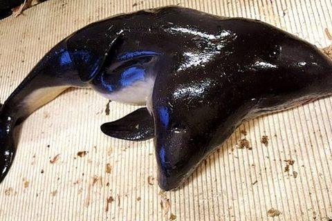 ДВУХГОЛОВЫЙ ДЕЛЬФИН был выловлен из моря