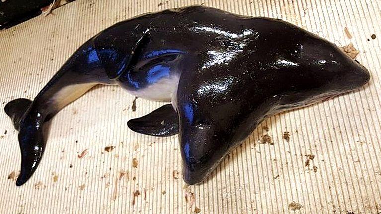 ДВУХГОЛОВЫЙ ДЕЛЬФИН был выловлен из моря