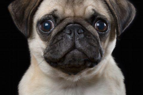Фотографу удается уловить характер животных. Это потрясающие фотосессии