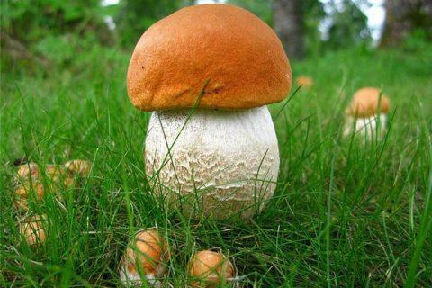 Из ЧЕРНОБЫЛЬСКИХ ГРИБОВ будут делать крем