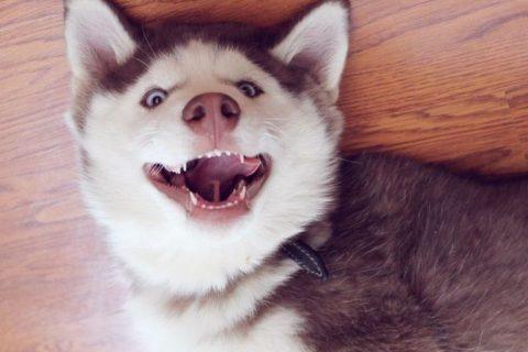 Этот ХАСКИ найдет выход из любой ситуации! Вот это пес