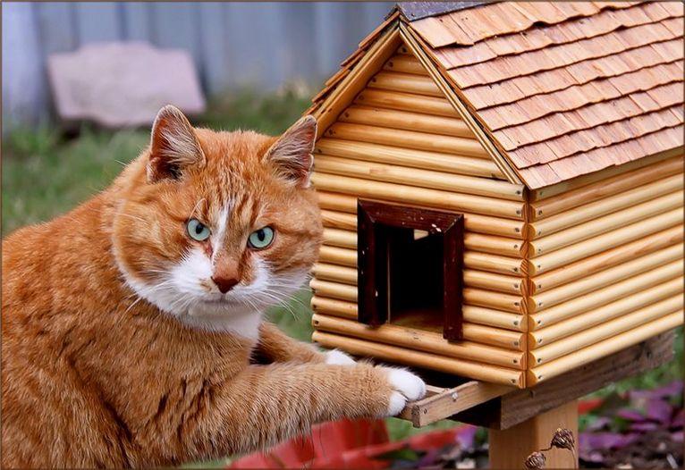 Что делают эти коты в птичьих кормушках, просто умора