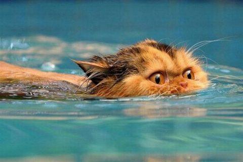 Смешные и МОКРЫЕ! Подборка фото животных, которые не любят купаться