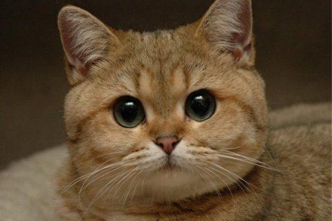 20 животных, которые не ожидали, что хозяин придет раньше
