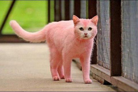 Радужные котики!!! То ли правда, то ли ложь!
