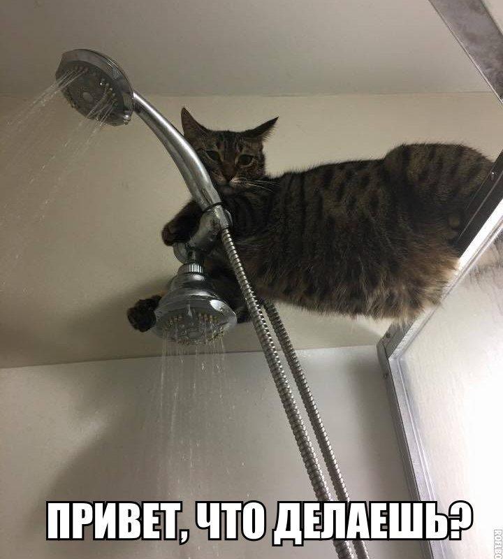 Кто спрашивал о ПОДНЯТИИ НАСТРОЕНИЯ? Вам сюда! СМЕШНАЯ подборка уже ждет…