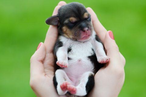 Ми-ми-мишные животные размером всего с ЛАДОНЬ!!! Маленькое ЧУДО природы!