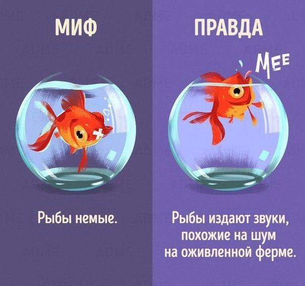 10 МИФОВ о животных, которые мы считаем ПРАВДОЙ! Вы удивитесь