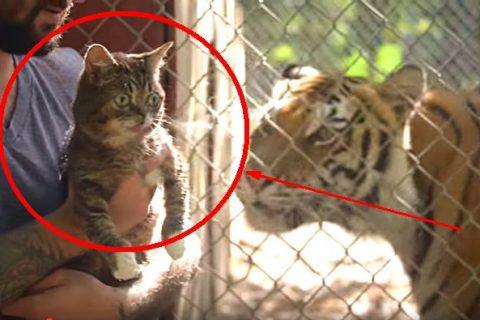 Вы посмотрите на эту реакцию КОТА на ТИГРОВ в зоопарке! Странное зрелище