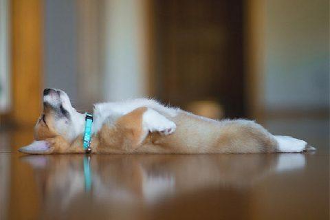 Собачки, у которых был трудный день. 20 ФОТО