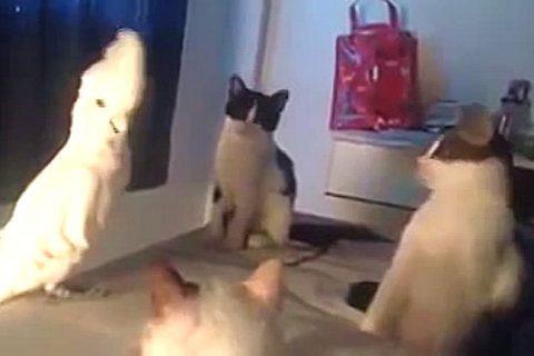 Попугай МЯУКАЕТ, коты ошарашены, если не видели — посмотрите на это!
