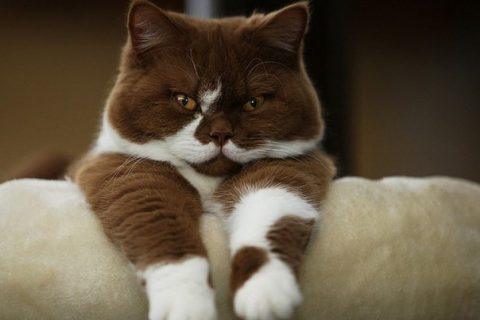 УРОДИЛИСЬ… Обычные котики с необычной окраской!