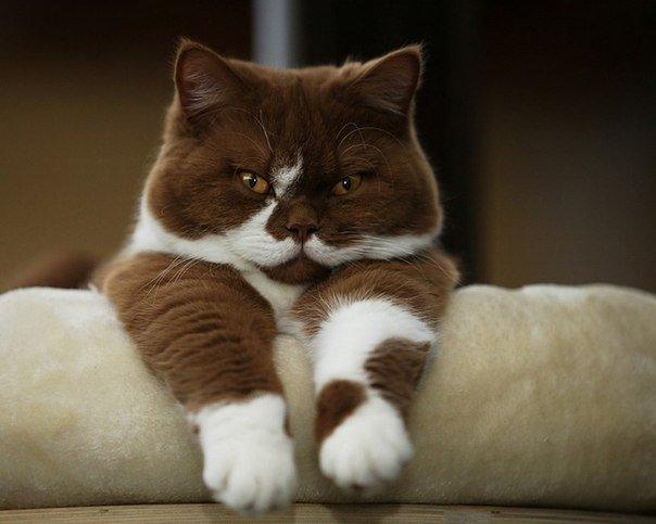 УРОДИЛИСЬ… Обычные котики с необычной окраской!