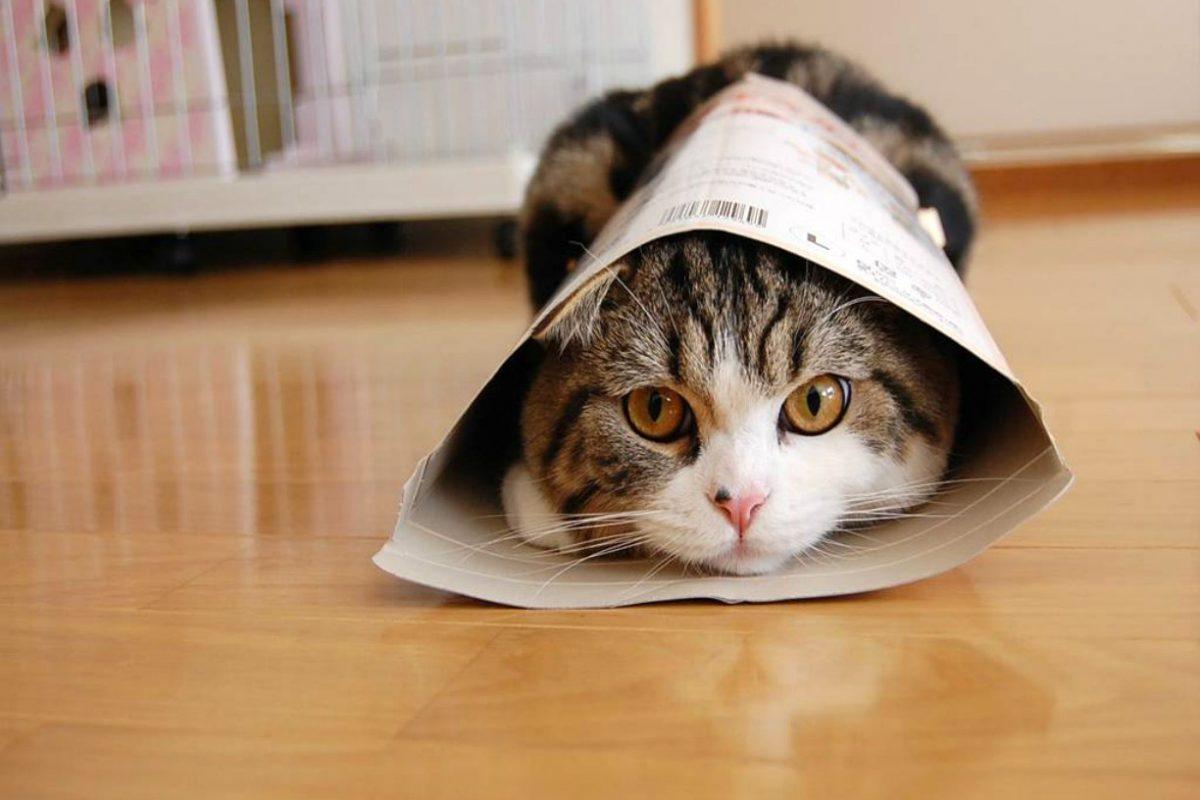 Коты с ПАКЕТАМИ на голове, я плачу от смеха