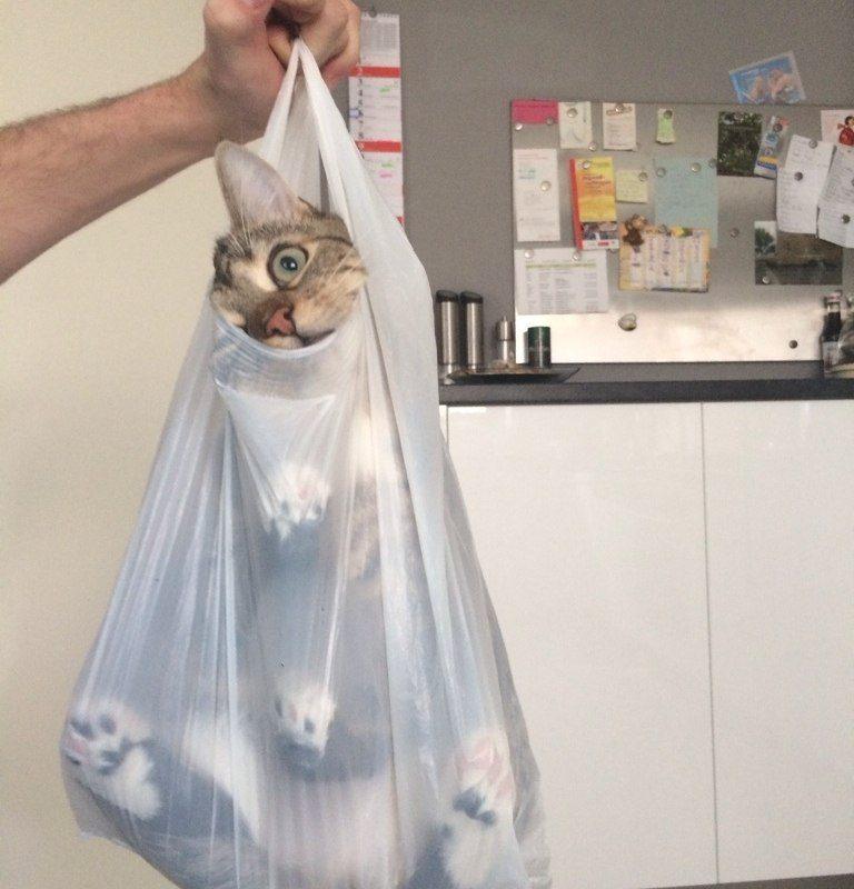 Коты с ПАКЕТАМИ на голове, я плачу от смеха