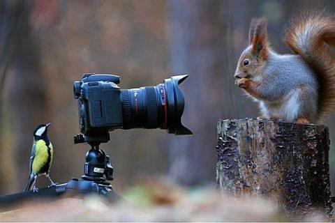 Талантливый российский фотограф Вадим Трунов создал самую КРАСИВУЮ в мире фотосессию белки