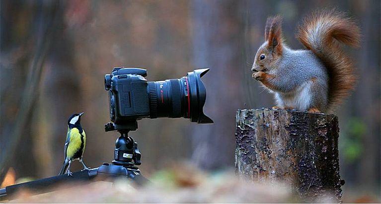 Талантливый российский фотограф Вадим Трунов создал самую КРАСИВУЮ в мире фотосессию белки
