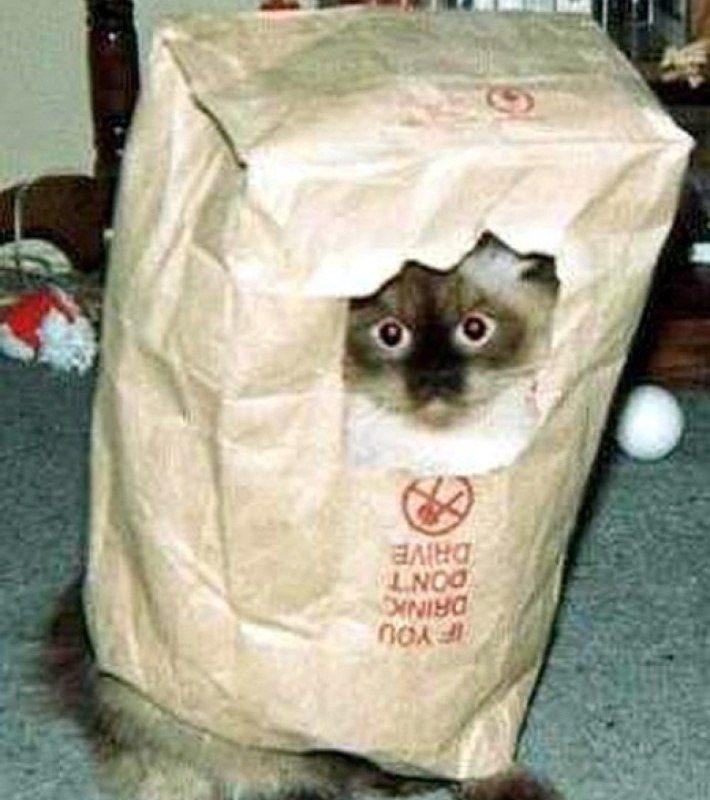 Коты с ПАКЕТАМИ на голове, я плачу от смеха