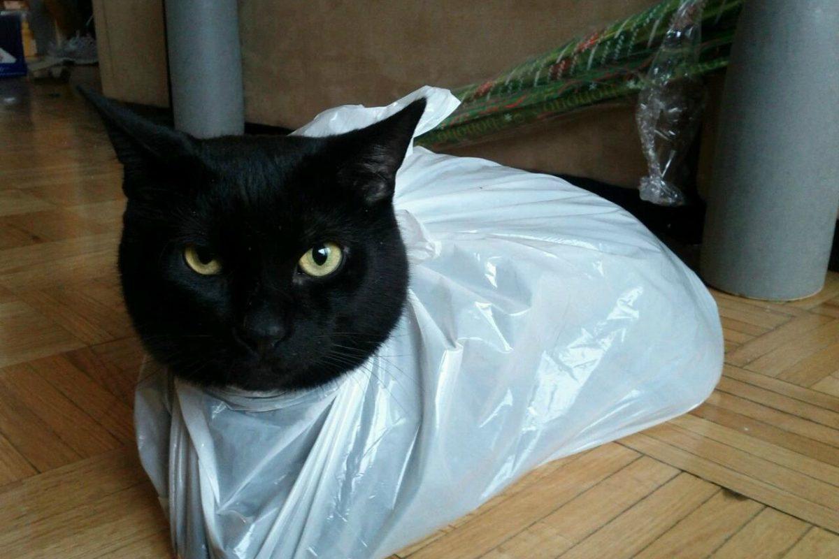 Коты с ПАКЕТАМИ на голове, я плачу от смеха