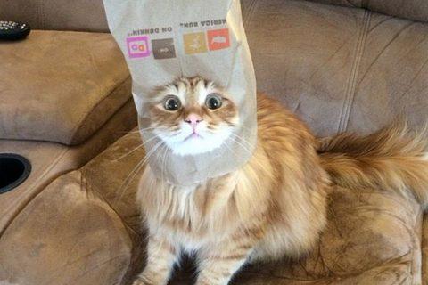 Коты с ПАКЕТАМИ на голове, я плачу от смеха