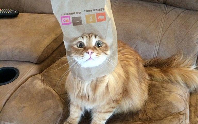 Коты с ПАКЕТАМИ на голове, я плачу от смеха