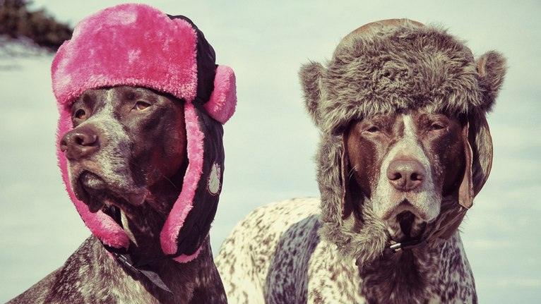 Как выглядели бы собаки, ЕСЛИ БЫ ОНИ НОСИЛИ ШАПКИ!!!