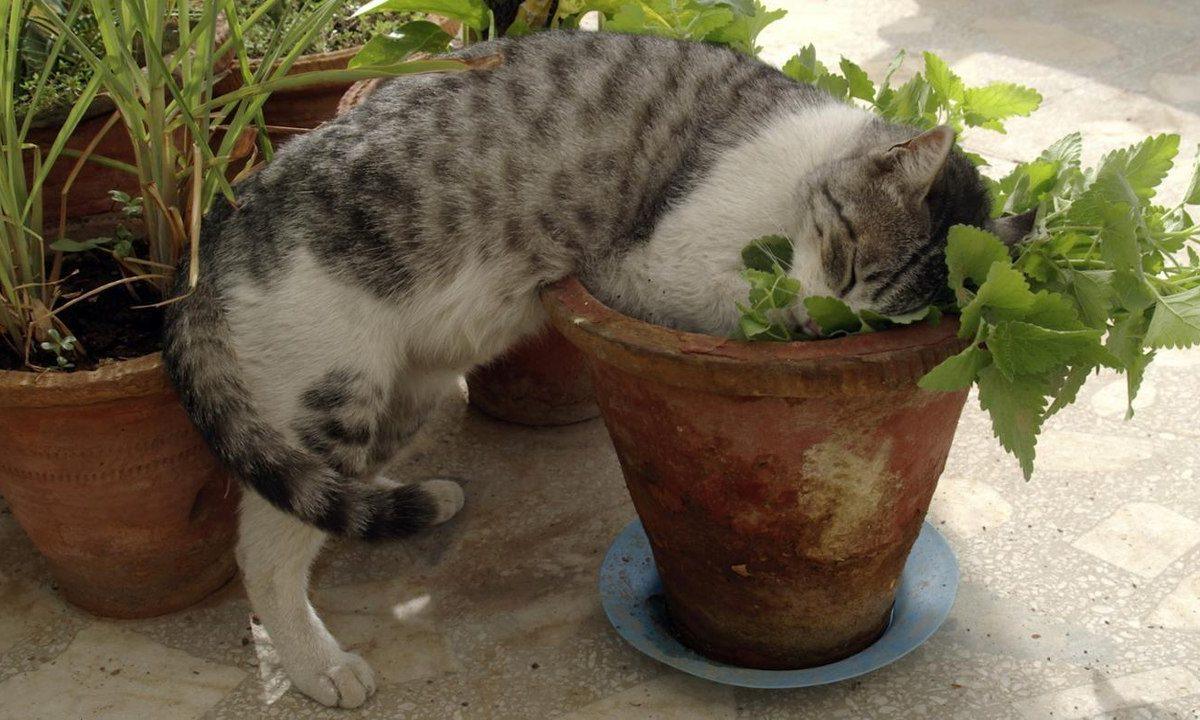 ТОП лайфхаков для тех, у кого есть КОТ