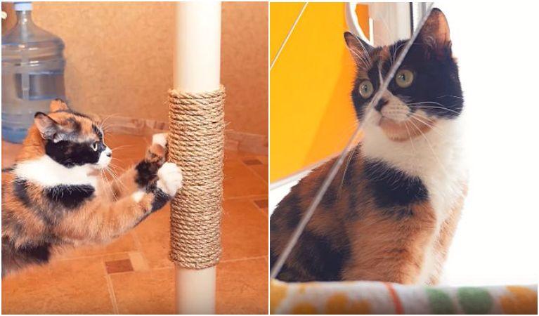 Лайфхаки для тех, у кого дома есть КОТ, порадуйте своего питомца
