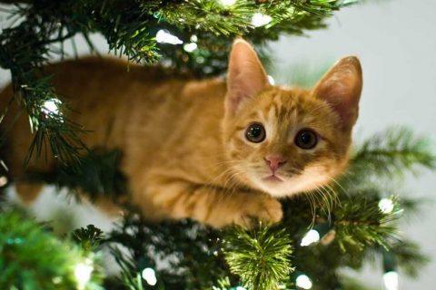 ТОП фотографий из серии КОТ И ЕЛКА, Скоро вл всех квартирах страны!!!