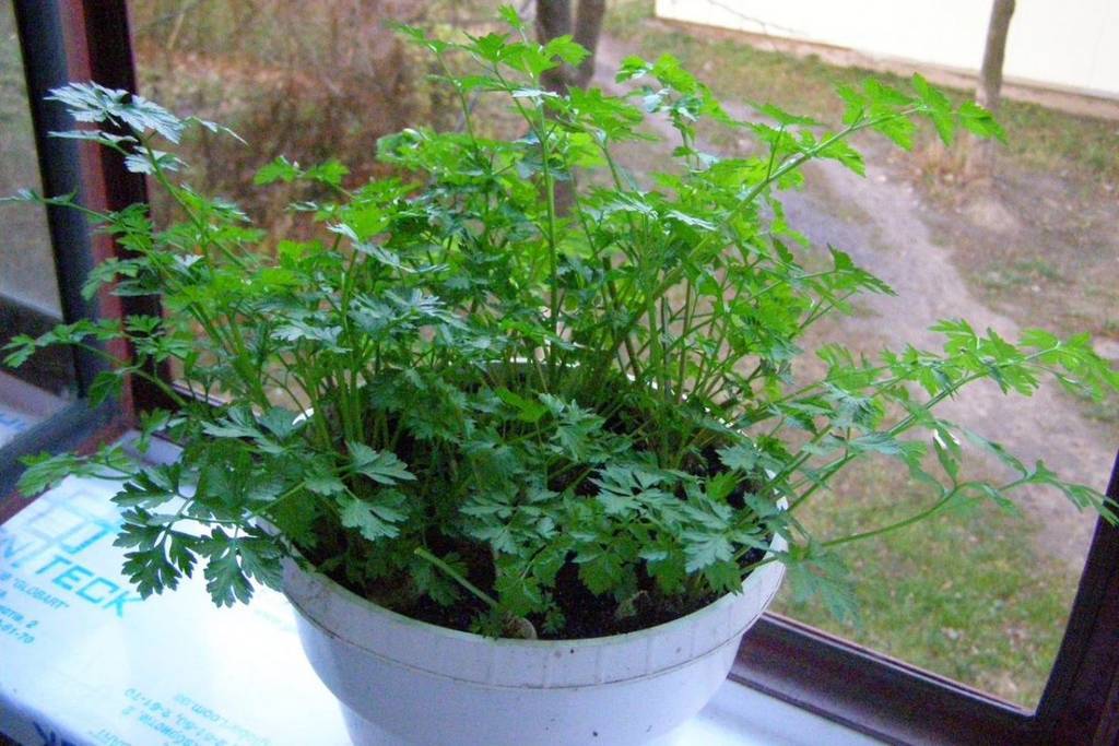 6 овощей, которые МОЖНО ВЫРАСТИТЬ НА ПОДОКОННИКЕ. Берите на заметку!