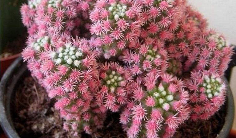 КАКТУСЫ, которые УКРАСИЛИ СЕБЯ как елку на новый год