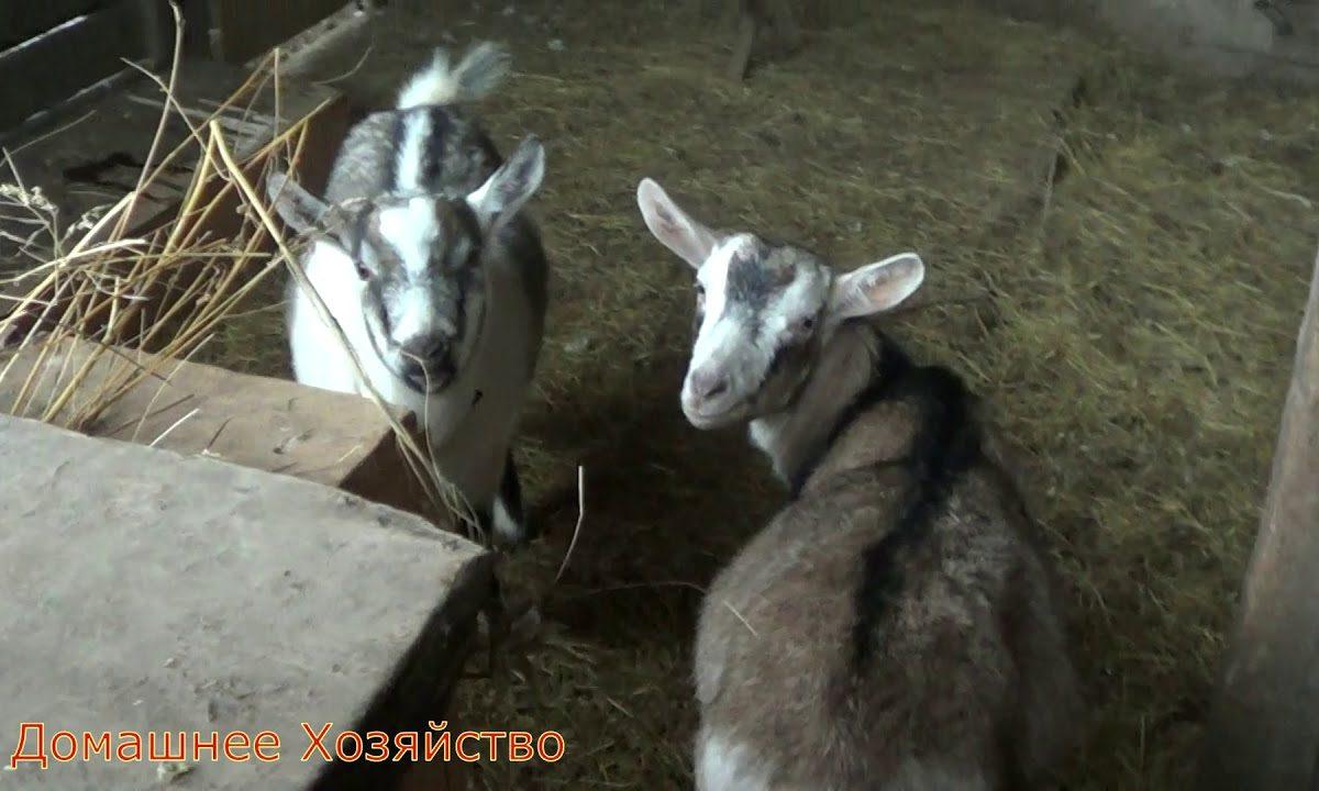 Кто останется в зиму//Это мы занимаемся каждое утро//Домашнее Хозяйство