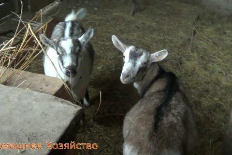 Кто останется в зиму//Это мы занимаемся каждое утро//Домашнее Хозяйство