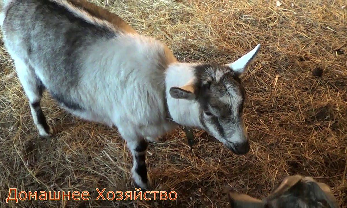 Переживаю за козу//Спор и ссоры//Домашнее Хозяйство