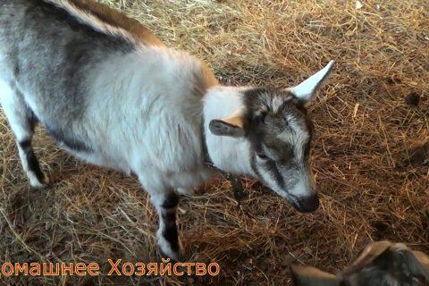 Переживаю за козу//Спор и ссоры//Домашнее Хозяйство