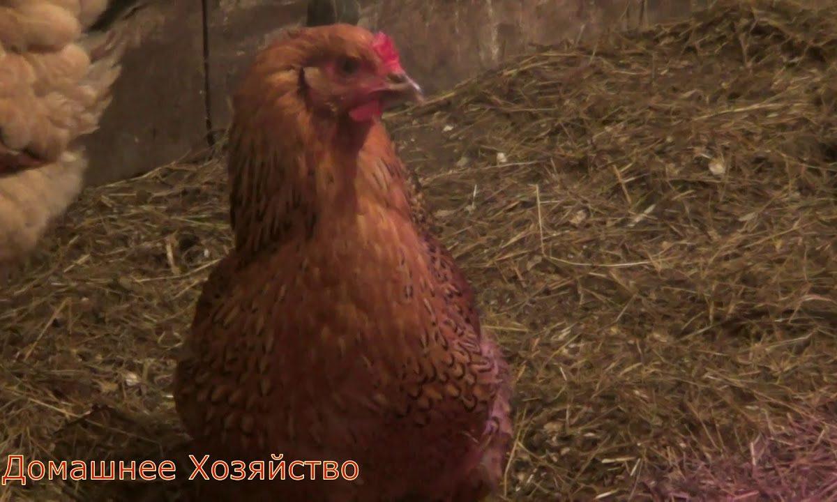 ВЛОГ — просто ВЛОГ//Домашнее Хозяйство