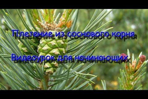 Плетение из соснового корня