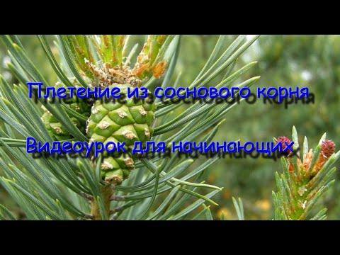 Плетение из соснового корня