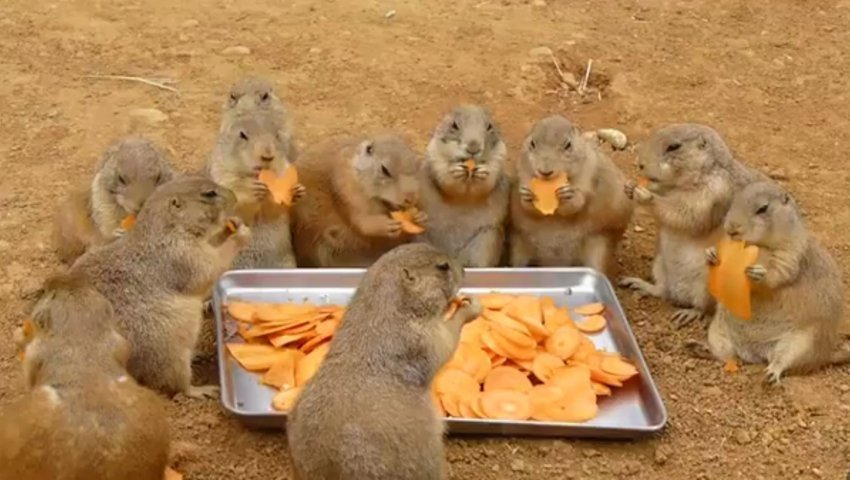 Они итак смешные, а за обедом и вовсе! Смешные животные!