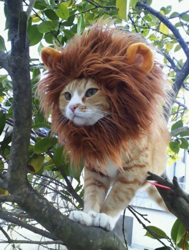Эти животные не выбирали себе хозяина. Как впрочем и костюм!!!