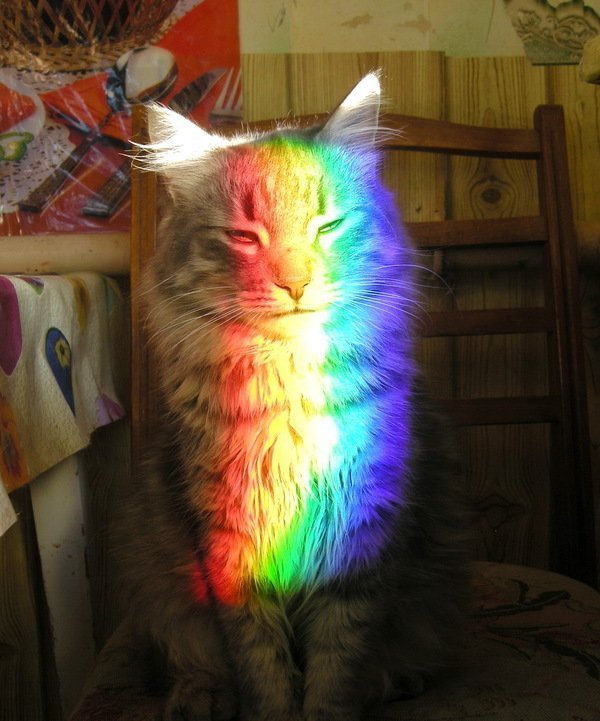 Радужные котики!!! То ли правда, то ли ложь!