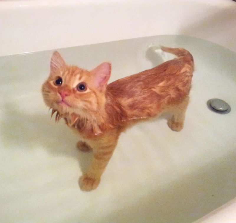Смешные и МОКРЫЕ! Подборка фото животных, которые не любят купаться
